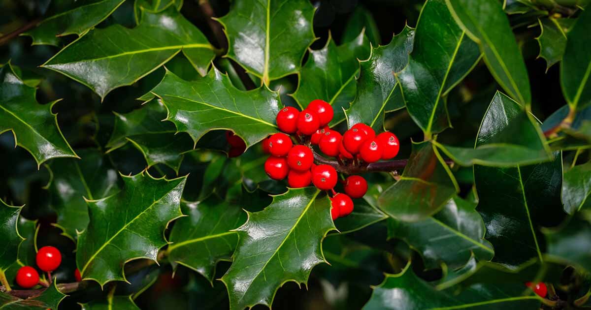 Holly (Yaupon)